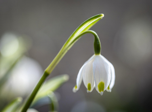 Климатолог Терешонок рассказал, каких последствий ждать от аномально теплой зимы