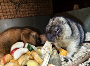 Сурки тульского экзотариума предсказали теплую и раннюю весну. Видео