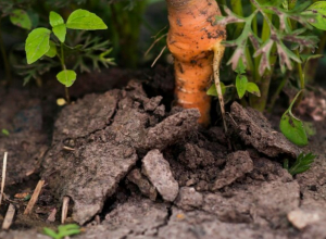 В Тульской области в феврале выкапывают морковь: теплая зима продолжает удивлять