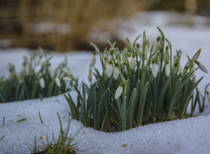 Весна в разгаре зимы: в Тульской области цветут подснежники