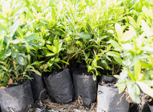 В Тульской области в «Барском саду» продавали сомнительные сорта саженцев