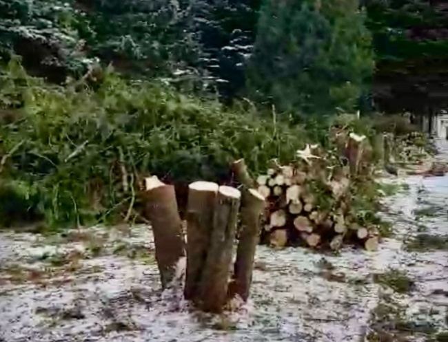 ÐÐ° Ð±ÑÐ°ÑÑÐºÐ¾Ð¹ Ð¼Ð¾Ð³Ð¸Ð»Ðµ Ð² ÐÐ¾Ð½ÑÐºÐ¾Ð¼ Ð¼Ð°ÑÑÐ¾Ð²Ð¾ ÑÐ¿Ð¸Ð»Ð¸Ð²Ð°ÑÑ Ð´ÐµÑÐµÐ²ÑÑ