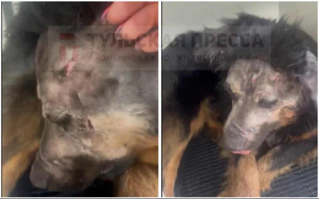 Ð¡ Ð¿ÑÐ»ÑÐ¼Ð¸ Ð² ÑÐµÐ»Ðµ Ð¸ Ð½Ð¾Ð¶ÐµÐ²ÑÐ¼Ð¸ ÑÐ°Ð½Ð°Ð¼Ð¸: ÑÑÐ»ÑÑÐºÐ¸Ðµ Ð²Ð¾Ð»Ð¾Ð½ÑÐµÑÑ Ð½Ð°ÑÐ»Ð¸ Ð¸Ð·ÑÐ²ÐµÑÐµÐ½Ð½Ð¾Ð³Ð¾ Ð¿ÑÐ°