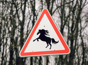 В Тульской области создали карту участков дорог, где могут выбежать дикие животные