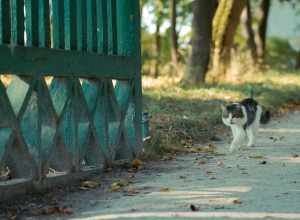 Какая погода ждет туляков весной и летом 2025 года