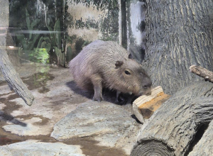 Капибара Валентин приглашает туляков на свой день рождения
