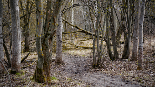 Ð¢ÑÐ»ÑÐº Ð¿ÑÐµÐ´Ð»Ð¾Ð¶Ð¸Ð» ÑÐ±ÑÐ°ÑÑ Ð¿Ð¾Ð²Ð°Ð»ÐµÐ½Ð½ÑÐµ Ð´ÐµÑÐµÐ²ÑÑ Ð² ÐÐ°ÑÐºÐµ Ð¾Ð±Ð¾ÑÐ¾Ð½Ñ ÑÐ²Ð¾Ð¸Ð¼Ð¸ ÑÐ¸Ð»Ð°Ð¼Ð¸