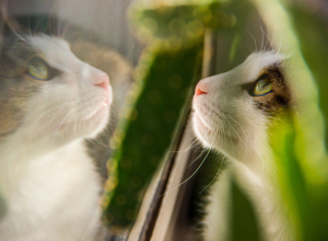 В Тульской области построят завод по производству препаратов для животных