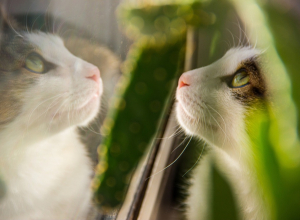 В Туле хотят запретить выпуск домашних животных в подъезды и на детские площадки