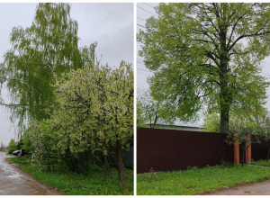 В каких случаях вырубка деревьев является законной, объяснили тульские власти