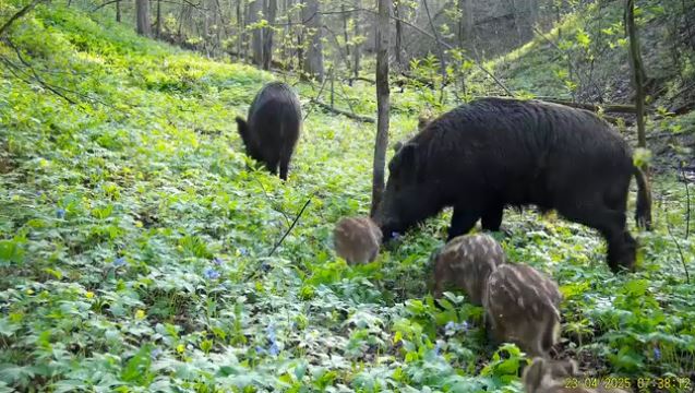 Ð¡ÐµÐ¼ÑÑ ÐºÐ°Ð±Ð°Ð½Ð¾Ð² Ð¿Ð¾Ð¿Ð°Ð»Ð° Ð² ÑÐ¾ÑÐ¾Ð»Ð¾Ð²ÑÑÐºÑ Ð½Ð° Ð³ÑÐ°Ð½Ð¸ÑÐµ Ñ Ð¢ÑÐ»ÑÑÐºÐ¾Ð¹ Ð¾Ð±Ð»Ð°ÑÑÑÑ