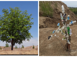 «Вместо рябины — мусорная мумия»: как туристы «убивают» Кондуки