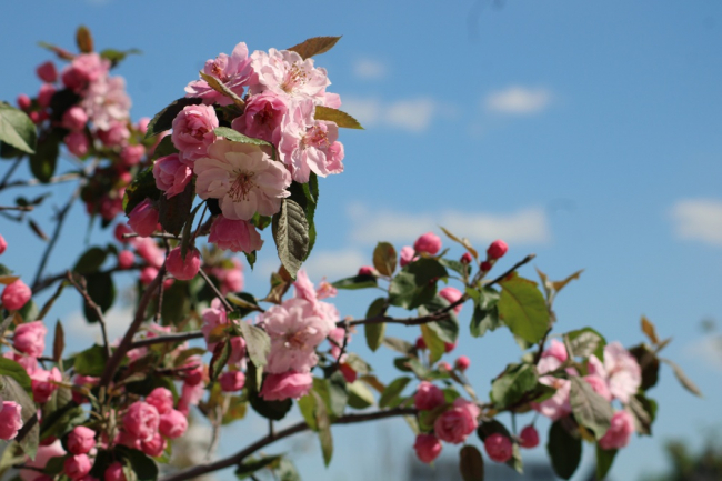 Ð¤ÐµÑÐ¼ÐµÑÐ°Ð¼ Ð¢ÑÐ»ÑÑÐºÐ¾Ð¹ Ð¾Ð±Ð»Ð°ÑÑÐ¸ Ð²ÑÐ¿Ð»Ð°ÑÑÑ Ð¿Ð¾ 250 ÑÑÑÑÑ ÑÑÐ±Ð»ÐµÐ¹ Ð·Ð° Ð³ÐµÐºÑÐ°Ñ ÑÐ°Ð´Ð°