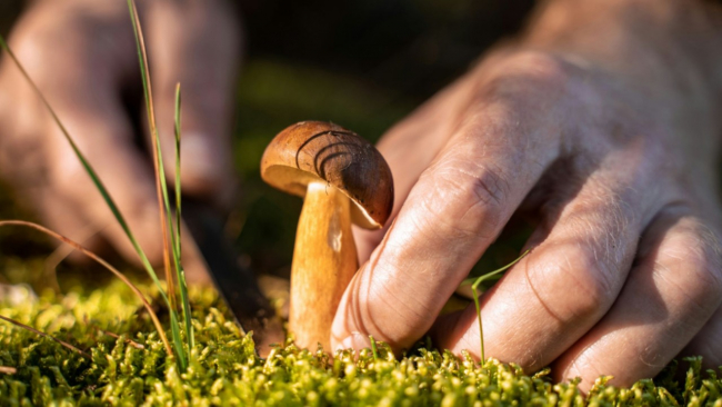 ÐÐ° ÑÐ±Ð¾Ñ ÐºÐ°ÐºÐ¸Ñ Ð³ÑÐ¸Ð±Ð¾Ð² ÑÑÐ»ÑÐºÐ°Ð¼ Ð¼Ð¾Ð¶ÐµÑ Ð³ÑÐ¾Ð·Ð¸ÑÑ ÑÑÑÐ°Ñ Ð´Ð¾ 1 Ð¼Ð»Ð½ ÑÑÐ±Ð»ÐµÐ¹