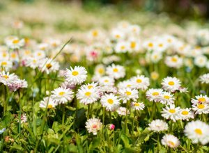 В Тулу пришло метеорологическое лето
