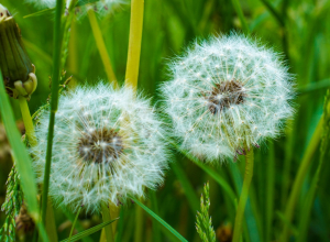 В Тульской области официально наступило метеорологическое лето
