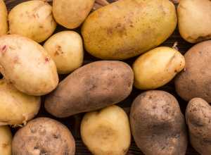 Тульский производитель картофеля прогнозирует напряженный год из-за семян