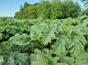 Растения против химии: в Плавском районе обработали 35 гектаров с борщевиком