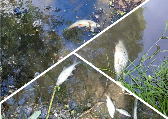 Â«ÐÐ¾Ð´Ð° Ð¼ÑÑÐ½Ð°Ñ, ÑÑÐ±Ð° Ð´Ð¾ÑÐ½ÐµÑÂ»: ÑÑÐ»ÑÐºÐ¸ ÑÐ½Ð¾Ð²Ð° Ð¶Ð°Ð»ÑÑÑÑÑ Ð½Ð° ÑÐ±ÑÐ¾Ñ ÑÑÐ¾ÐºÐ¾Ð² Ð² ÐÐµÐ½ÐµÐ²ÐºÑ