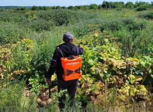В Дубенском районе продолжают травить борщевик Сосновского