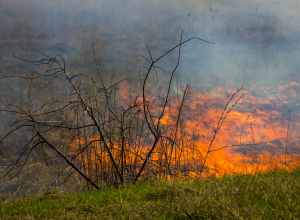 Сохраняется высокая пожароопасность: в Тульской области объявлено метеопредупреждение