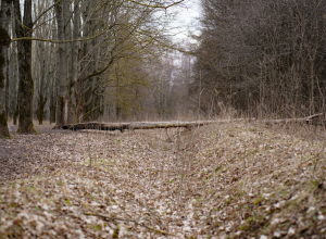 Туляк передал взятку руководителю лесхоза: теперь его будут судить