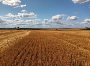 Россельхознадзор аннулировал декларации на 1250 тонн зерна в Ефремове