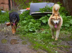 Ловить по две: как в Туле будут бороться бродячими собаками с помощью ИИ