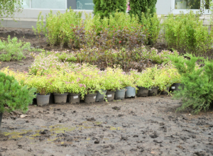 Больше зелени: в центре Тулы высадили 850 деревьев и кустарников