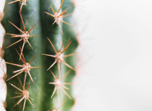 Российские таможенники обнаружили кактусы в тайских игрушках Лабубу