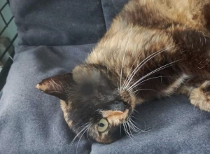 Суворовские волонтеры спасли жизнь кошке Минти с травмой глаза