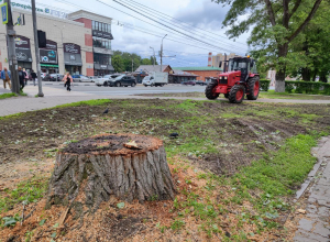 Зачем в Туле спилили деревья напротив стадиона