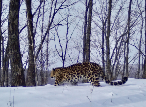 ВТБ ищет имя для котенка леопарда