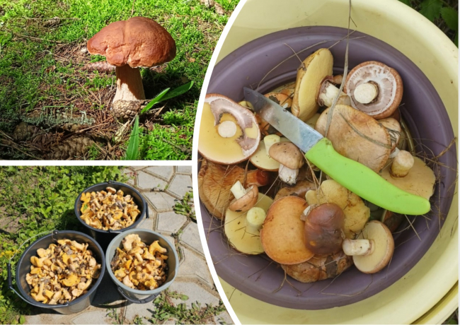 Ð¢ÑÐ»ÑÐºÐ¸ Ð²ÑÑÐ»Ð¸ Ð² Ð»ÐµÑÐ° Ð·Ð° Ð½Ð¾Ð²ÑÐ¼ ÑÑÐ¾Ð¶Ð°ÐµÐ¼. Ð¤Ð¾ÑÐ¾ Ñ ÑÐ¸ÑÐ¾Ð¹ Ð¾ÑÐ¾ÑÑ