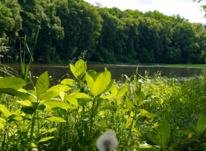 Двое туляков незаконно ловили рыбу сетями