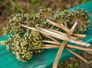 На выходных туляков атакуют комары и мошкара