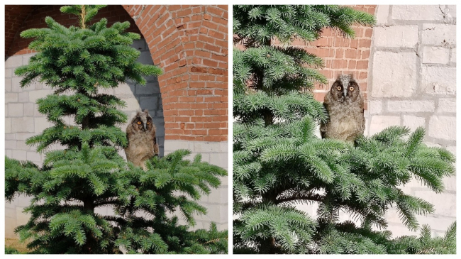 Ð Ð¢ÑÐ»ÑÑÐºÐ¾Ð¼ ÐºÑÐµÐ¼Ð»Ðµ Ð·Ð°Ð¼ÐµÑÐ¸Ð»Ð¸ Ð¿ÑÐµÐ½ÑÐ° ÑÑÐ°ÑÑÐ¾Ð¹ ÑÐ¾Ð²Ñ