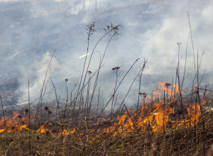 Туляков предупредили о высокой пожароопасности