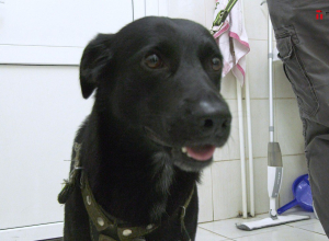 В Тульской области впервые чипировали собаку: видео