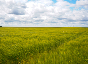 Дмитрий Миляев рассказал, скажется ли переменчивая погода на урожае и ценах в тульских магазинах