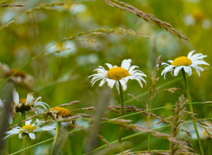 Психолог рассказал, почему летом возникает депрессивное расстройство