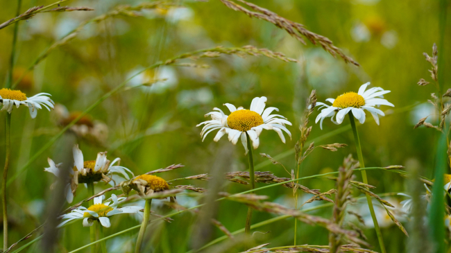 ÐÑÐ¸ÑÐ¾Ð»Ð¾Ð³ ÑÐ°ÑÑÐºÐ°Ð·Ð°Ð», Ð¿Ð¾ÑÐµÐ¼Ñ Ð»ÐµÑÐ¾Ð¼ Ð²Ð¾Ð·Ð½Ð¸ÐºÐ°ÐµÑ Ð´ÐµÐ¿ÑÐµÑÑÐ¸Ð²Ð½Ð¾Ðµ ÑÐ°ÑÑÑÑÐ¾Ð¹ÑÑÐ²Ð¾