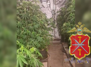 Туляк организовал лабораторию для выращивания конопли