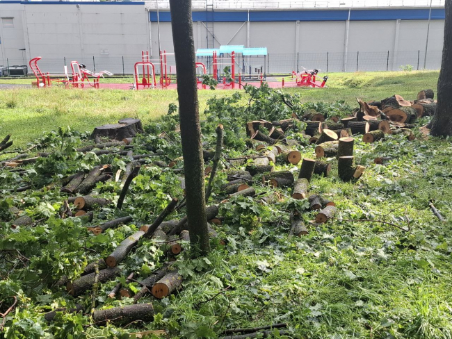 Ð Ð Ð¾Ð³Ð¾Ð¶Ð¸Ð½ÑÐºÐ¾Ð¼ Ð¿Ð°ÑÐºÐµ ÑÑÑÐ½ÑÐ» ÐºÐ»ÐµÐ½: ÑÑÐ»ÑÑÐºÐ¸Ðµ ÐºÐ¾Ð¼Ð¼ÑÐ½Ð°Ð»ÑÑÐ¸ÐºÐ¸ ÑÐ°ÑÐ¿Ð¸Ð»Ð¸Ð»Ð¸ Ð´ÐµÑÐµÐ²Ð¾