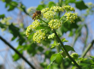 В Тульской области «потеряли» полмиллиона рублей, выделенных на борьбу с борщевиком