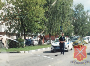 Сидел и жалобно мяукал: тульский инспектор ДПС спас котенка из-под колес проезжающих машин