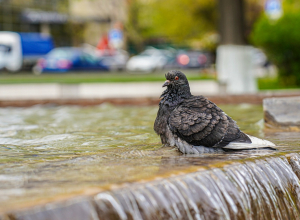 Штраф за голубей: тулякам объяснили, как не влететь на 5 тысяч за крошки у подъезда