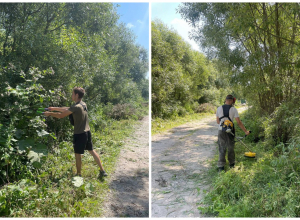 В Ясногорске на ул. Молодежной обрезали кусты и покосили траву
