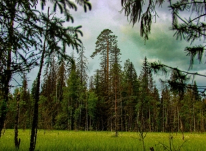 На 18 тысячах гектаров в Тульской области объявлен карантин из-за опасного лесного вредителя