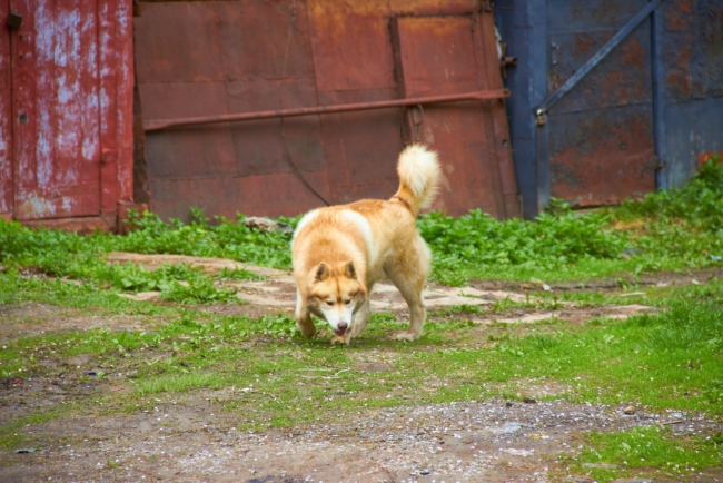 ÐÐ¾Ð´ Ð¢ÑÐ»Ð¾Ð¹ Ð¾Ð±ÑÑÐ²Ð¸Ð»Ð¸ ÐºÐ°ÑÐ°Ð½ÑÐ¸Ð½ Ð¿Ð¾ Ð±ÐµÑÐµÐ½ÑÑÐ²Ñ Ð¶Ð¸Ð²Ð¾ÑÐ½ÑÑ